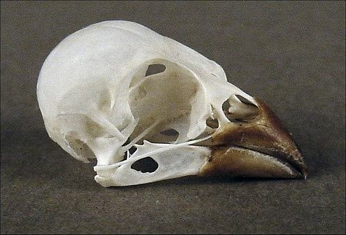 Finch Bird Skull Taxidermy REAL Padda sp 