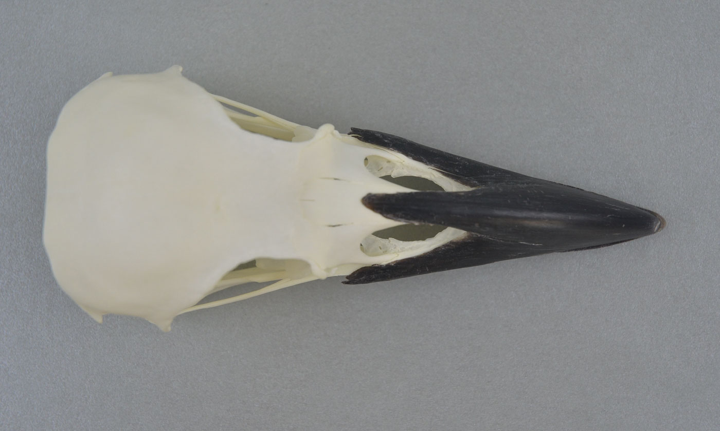 Corvus corax (Raven) – skullsite