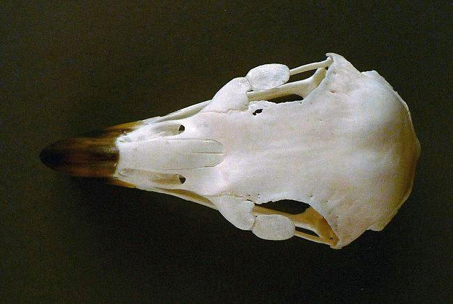 Haliaeetus leucocephalus (Bald Eagle) – skullsite
