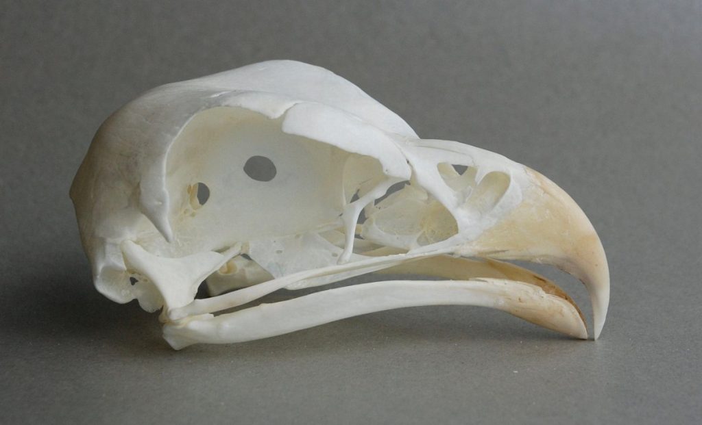 skullsite – Bird Skull Collection