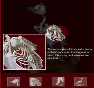 bird skull anatomy