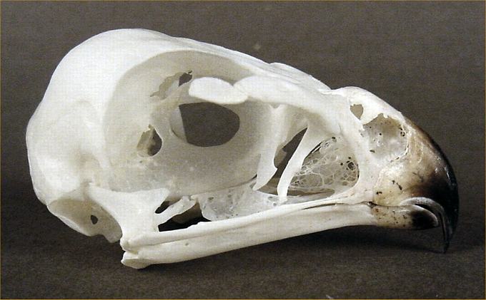 Accipiter cooperii (Cooper’s hawk) – skullsite