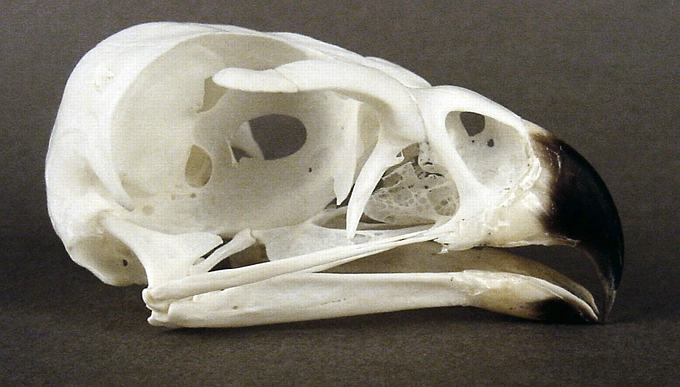 Accipiter gentilis (Northern Goshawk) – skullsite