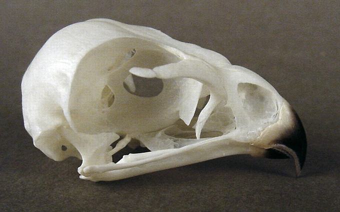 Accipiter nisus (Sparrow Hawk) – skullsite