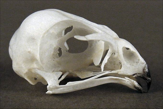 Accipiter striatus (Sharp-shinned Hawk) – skullsite