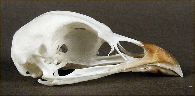 Alectoris chukar (Chukar Partridge) – skullsite