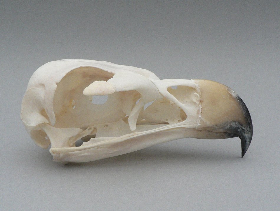 Aquila audax (Wedge-tailed Eagle) – skullsite
