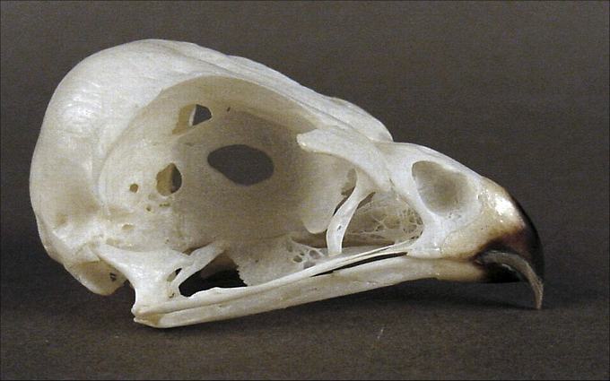 Butastur rufipennis (Grasshopper Buzzard) – skullsite