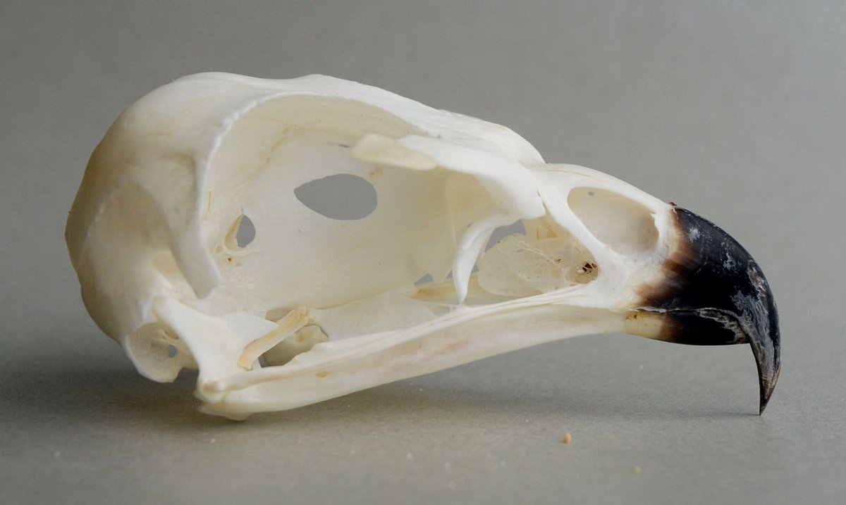 Buteo augur (Augur Buzzard) – skullsite