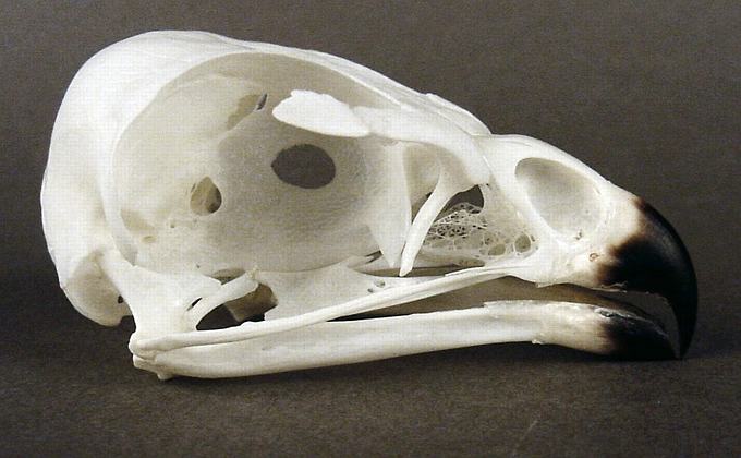 Buteo buteo (Common Buzzard) – skullsite