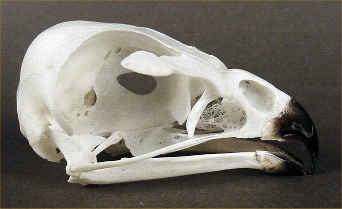 Buteo jamaicensis (Red-tailed Hawk) – skullsite
