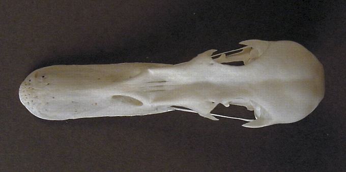 Calonetta leucophrys (Ringed Teal) – skullsite