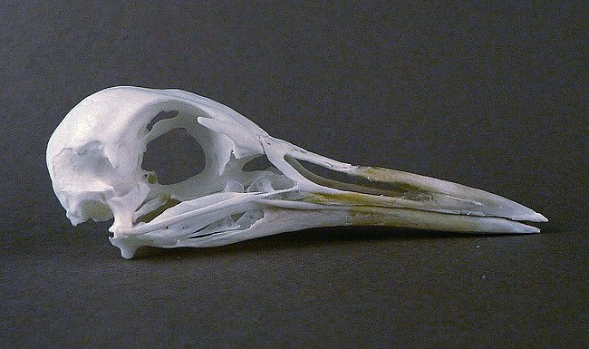 Canirallus oculeus (Grey-throated Rail) – skullsite