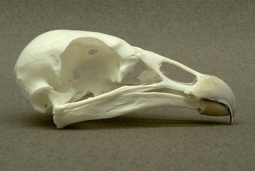 Cathartes burrovianus (Lesser Yellow-headed Vulture) – skullsite
