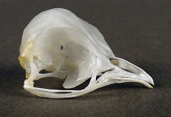 Chordeiles minor (Common Nighthawk) – skullsite
