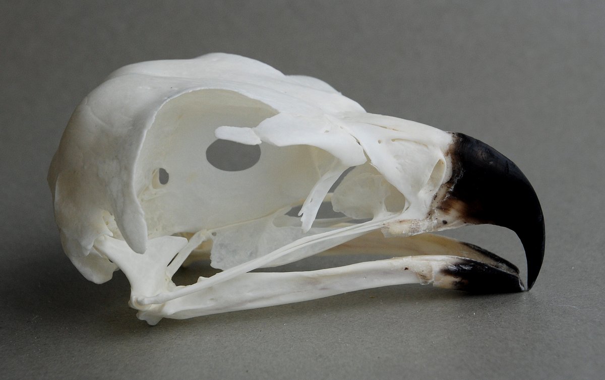Circaetus cinereus (Brown Snake-eagle) – skullsite