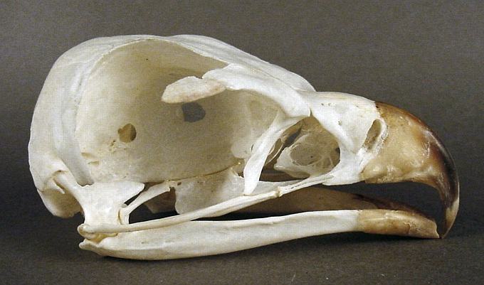 Circaetus gallicus (Short-toed Eagle) – skullsite
