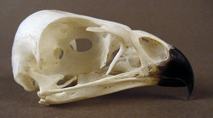 Circus aeruginosus (Marsh Harrier) – skullsite