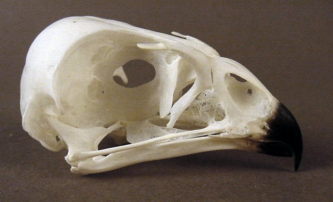 Circus cyaneus (Hen Harrier) – skullsite