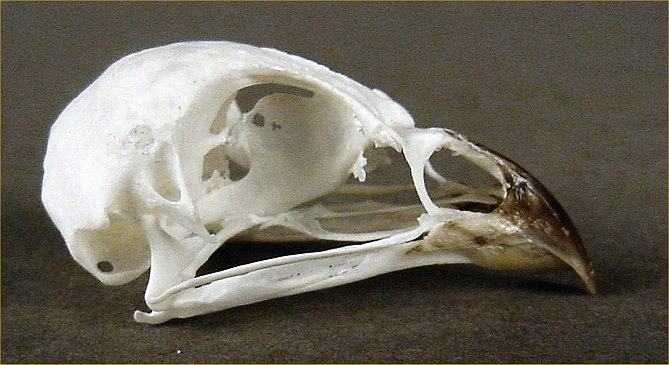 Colinus virginianus (Bobwhite) – skullsite