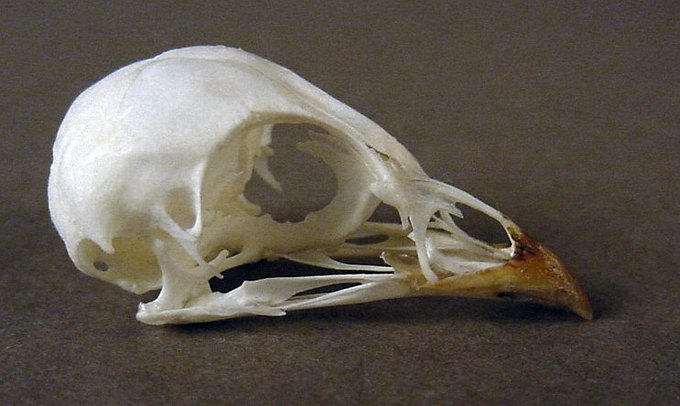 Coturnix coturnix (Common Quail) – skullsite