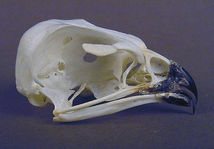 Elanus caeruleus (Black-shouldered Kite) – skullsite