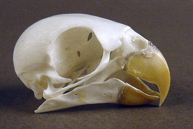 Eos squamata (Violet-necked Lori) – skullsite