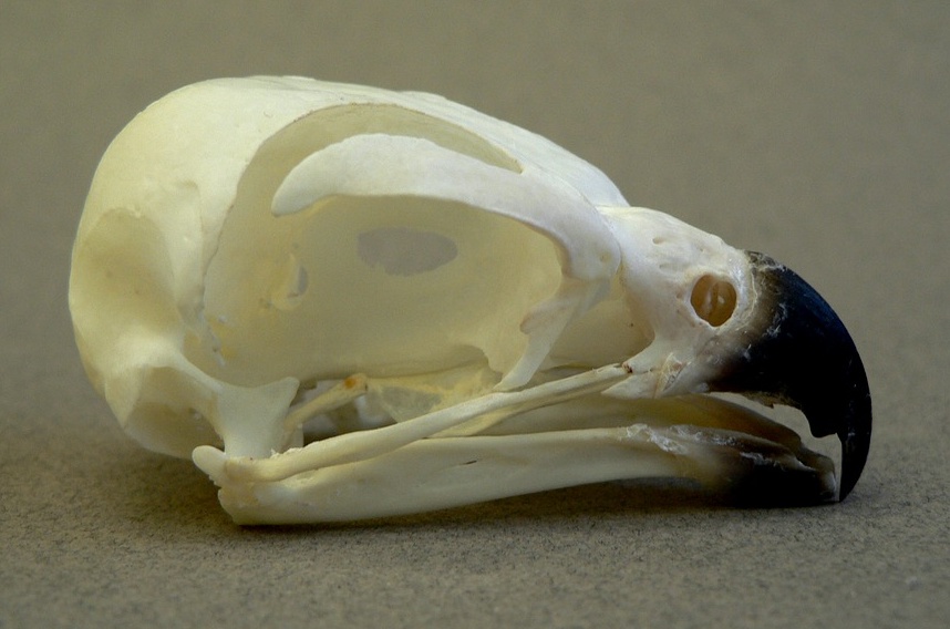 Falco berigora (Brown Falcon) – skullsite