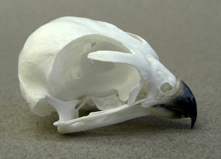Falco columbarius (Merlin) – skullsite