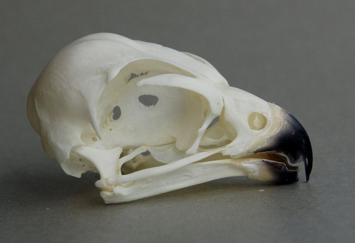 Falco peregrinus (Peregrine Falcon) – skullsite