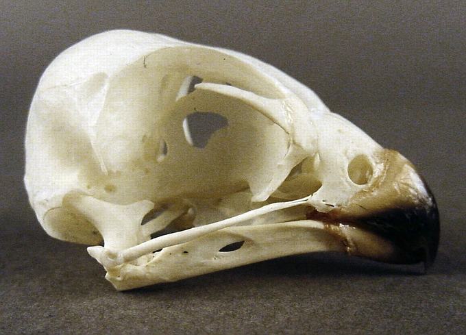 Falco vespertinus (Red-footed Falcon) – skullsite