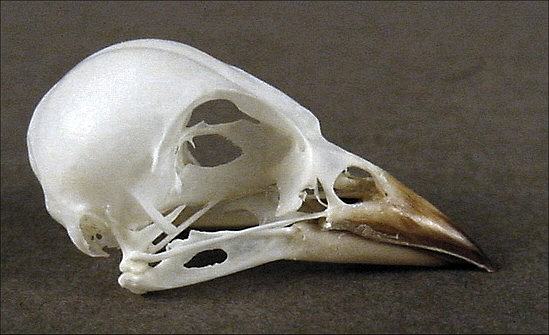 Fringilla coelebs (Chaffinch) – skullsite