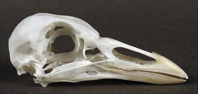 Fulica atra (Common Coot) – skullsite