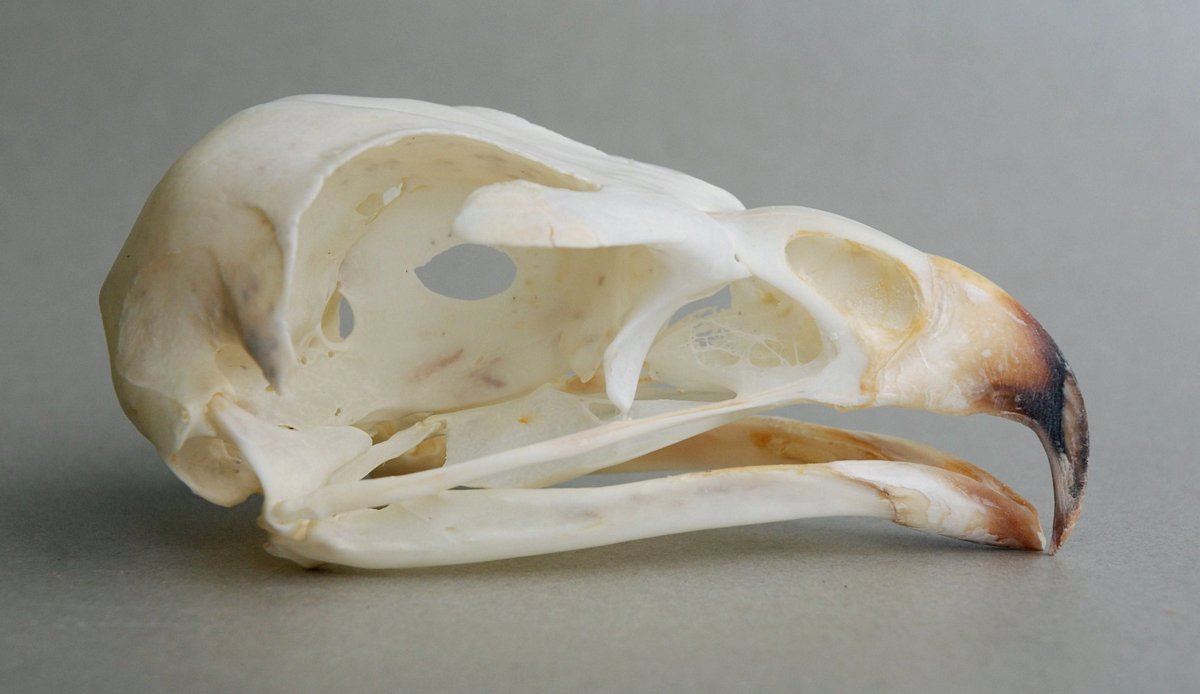 Geranoaetus melanoleucus (Black-chested Buzzard-eagle) – skullsite