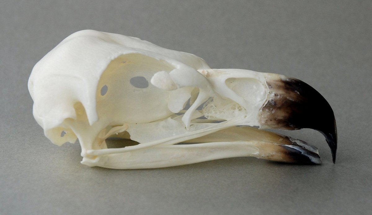 Haliaeetus vocifer (African Fish Eagle) – skullsite