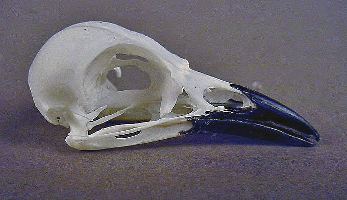 Laniarius barbarus (Yellow-crowned Gonolek) – skullsite