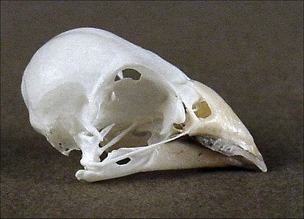 Lonchura leucosticta (Spotted Munia) – skullsite