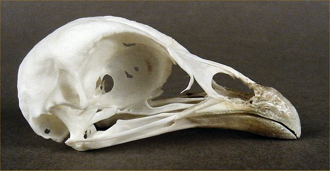 Lophura nycthemera (Silver Pheasant) – skullsite