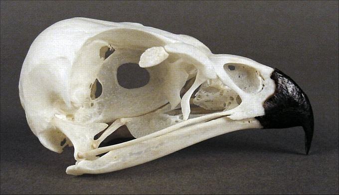 Milvus migrans (Black Kite) – skullsite
