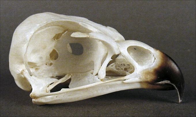 Milvus milvus (Red Kite) – skullsite