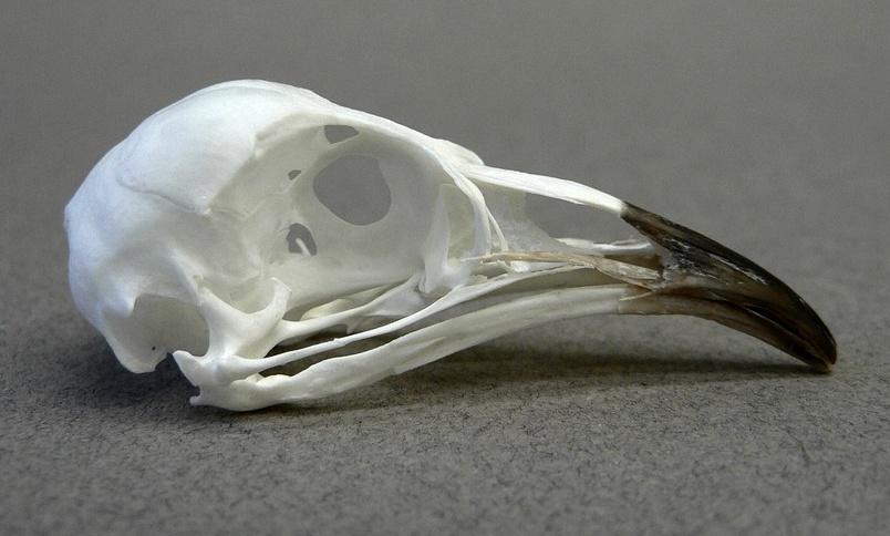 Nothoprocta pentlandii (Andean Tinamou) – skullsite