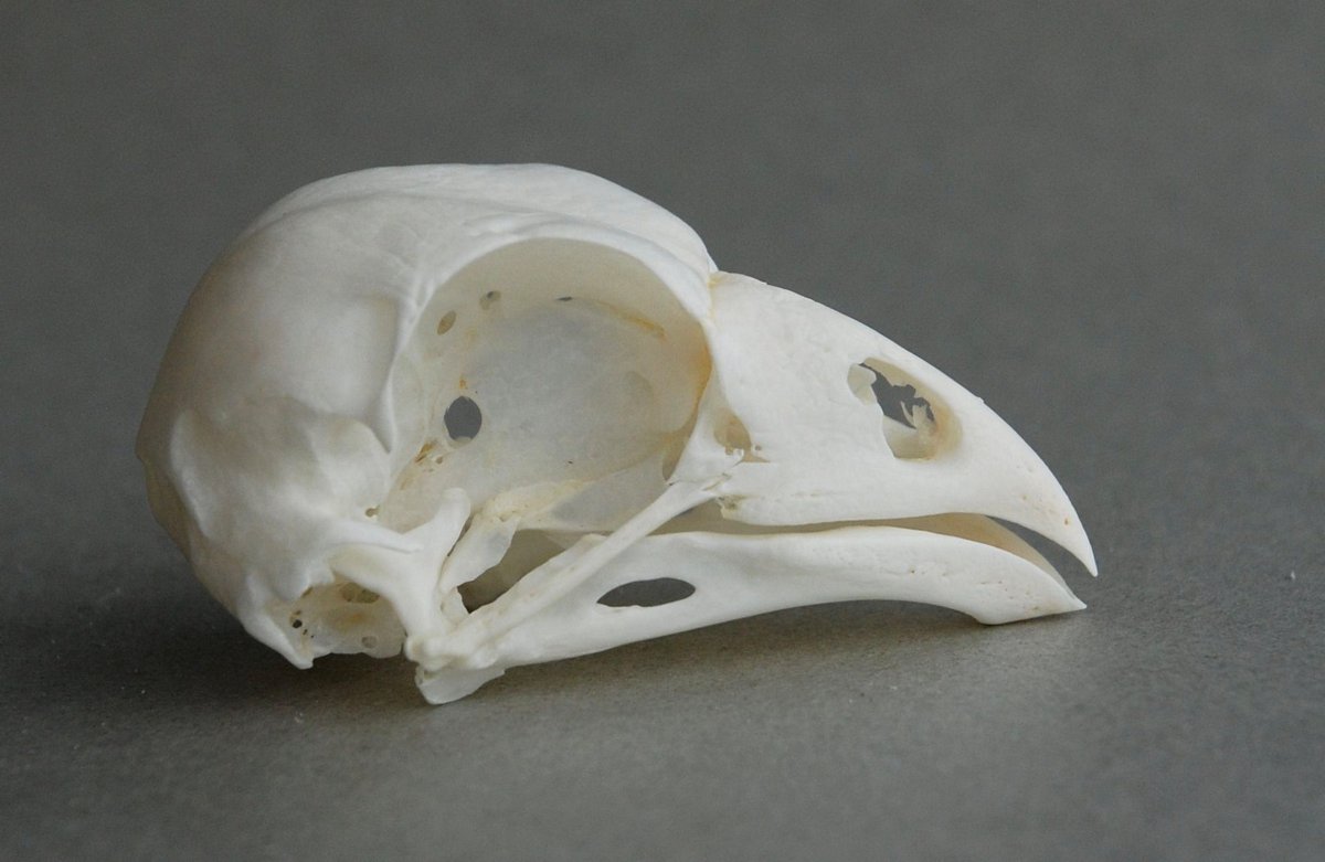 Opisthocomus hoazin (Hoatzin) – skullsite