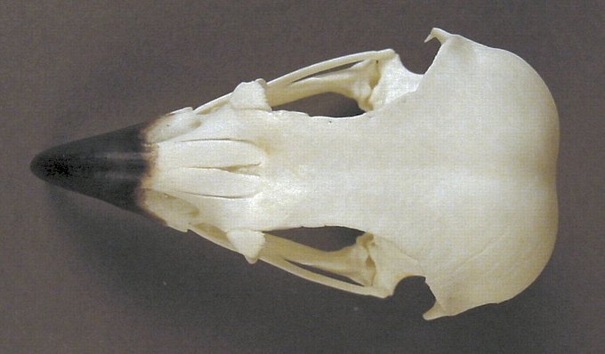 Pandion haliaetus (Osprey) – skullsite