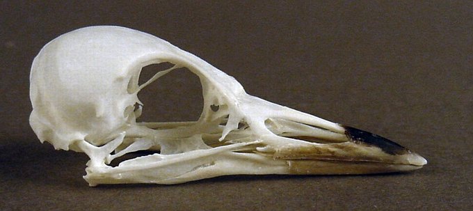 Podiceps auritus (Slavonian Grebe) – skullsite