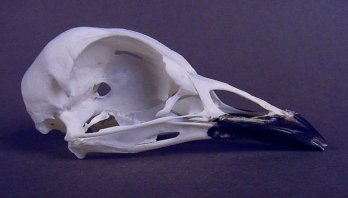 Psophia crepitans (Grey-winged Trumpeter) – skullsite