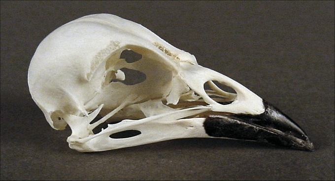 Quiscalus quiscalu (Common Grackle) – skullsite