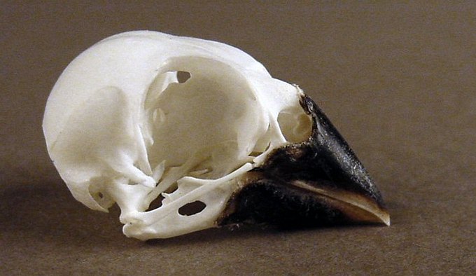 Spermophaga haematina (Western Bluebill) – skullsite