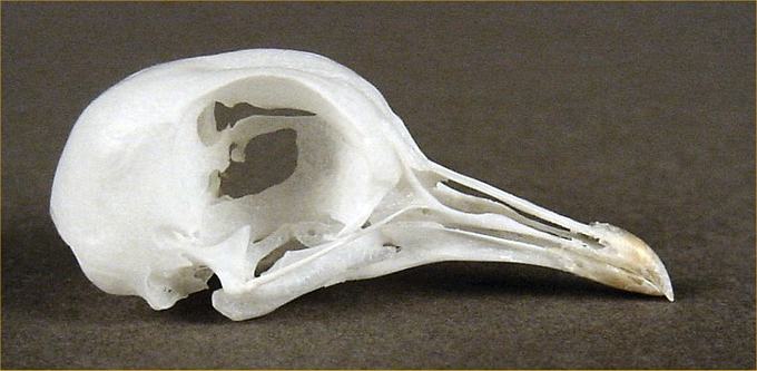 Streptopelia roseogrisea (Ring-necked Dove) – skullsite