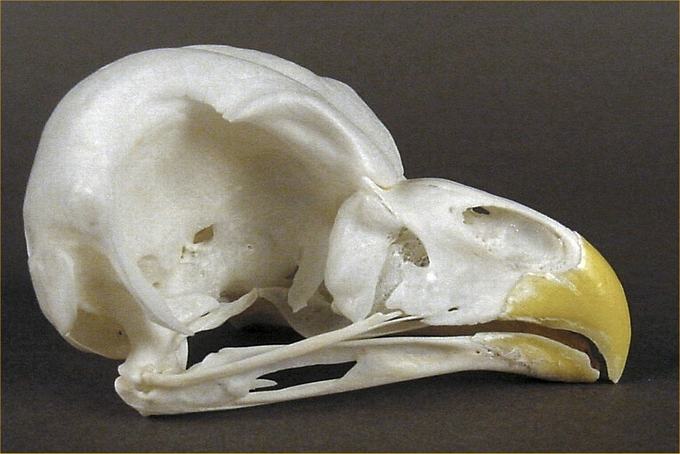 Strix varia (Barred Owl) – skullsite