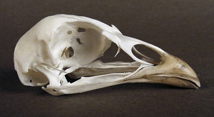 Syrmaticus reevesii (Reeve’s Pheasant) – skullsite